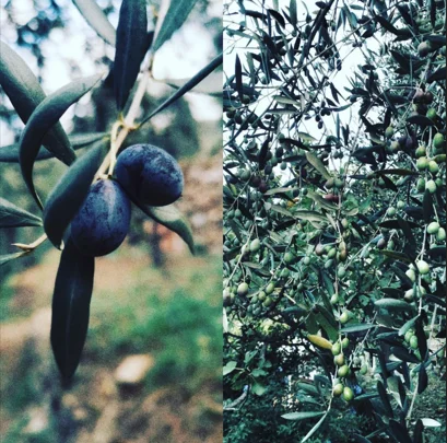 900 г лигурийских оливок Taggiasca без косточек в оливковом масле первого отжима, высокое итальянское качество, итальянское качество премиум-класса, сделано в Италии