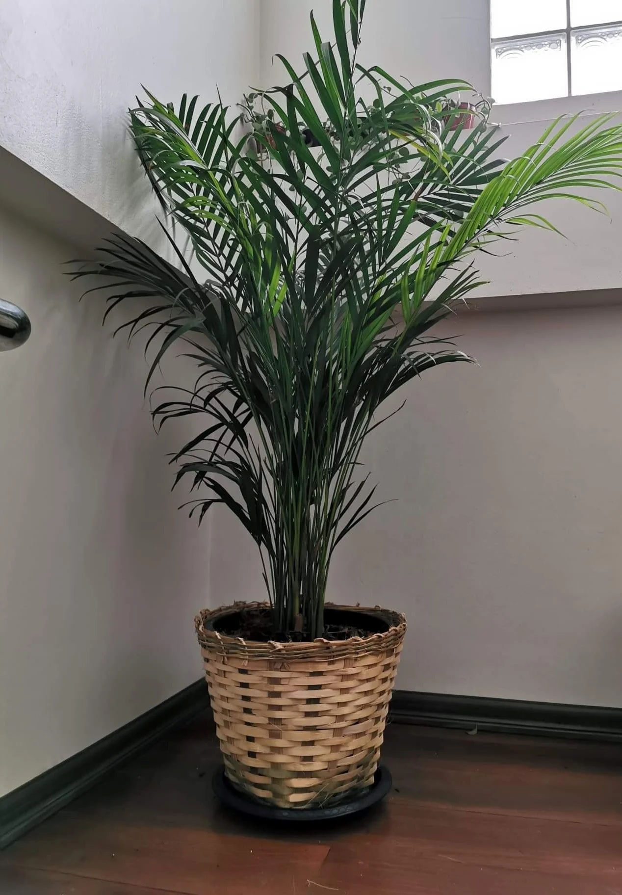 Natural Handmade Bamboo Basket, Bamboo Weave Planter Flower Pot with Plastic