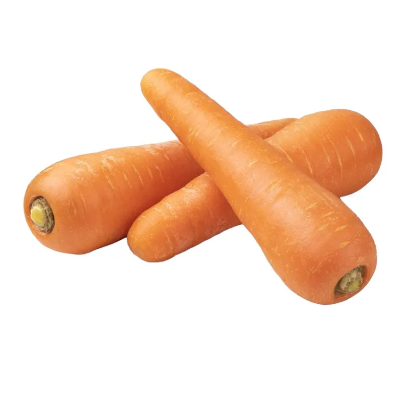 Wholesales fresh carrot various sizes S M L 2L to choose - Reliable Vietnamese Supplier
