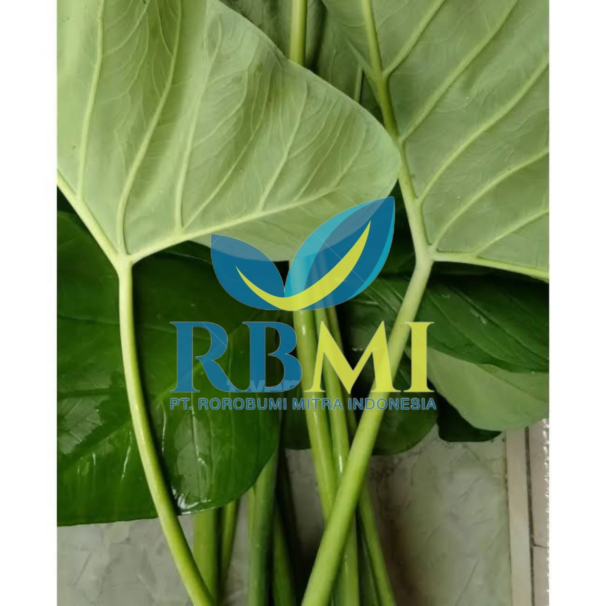 Supplier Taro leaves Graviola Leaf FROM Indonesia WITH PREMIUM QUALITY AND COMPETITIVE PRICE