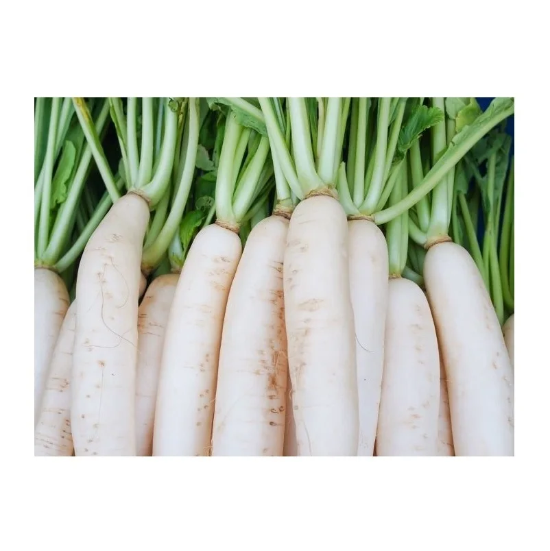 Hot Selling Price Fresh Vegetables Radish in Bulk