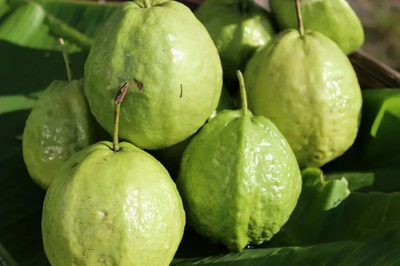 RED GUAVA WITH GOOD QUALITY TO EXPORT - WHATSAPP: +84 358211696 Ms. Iris