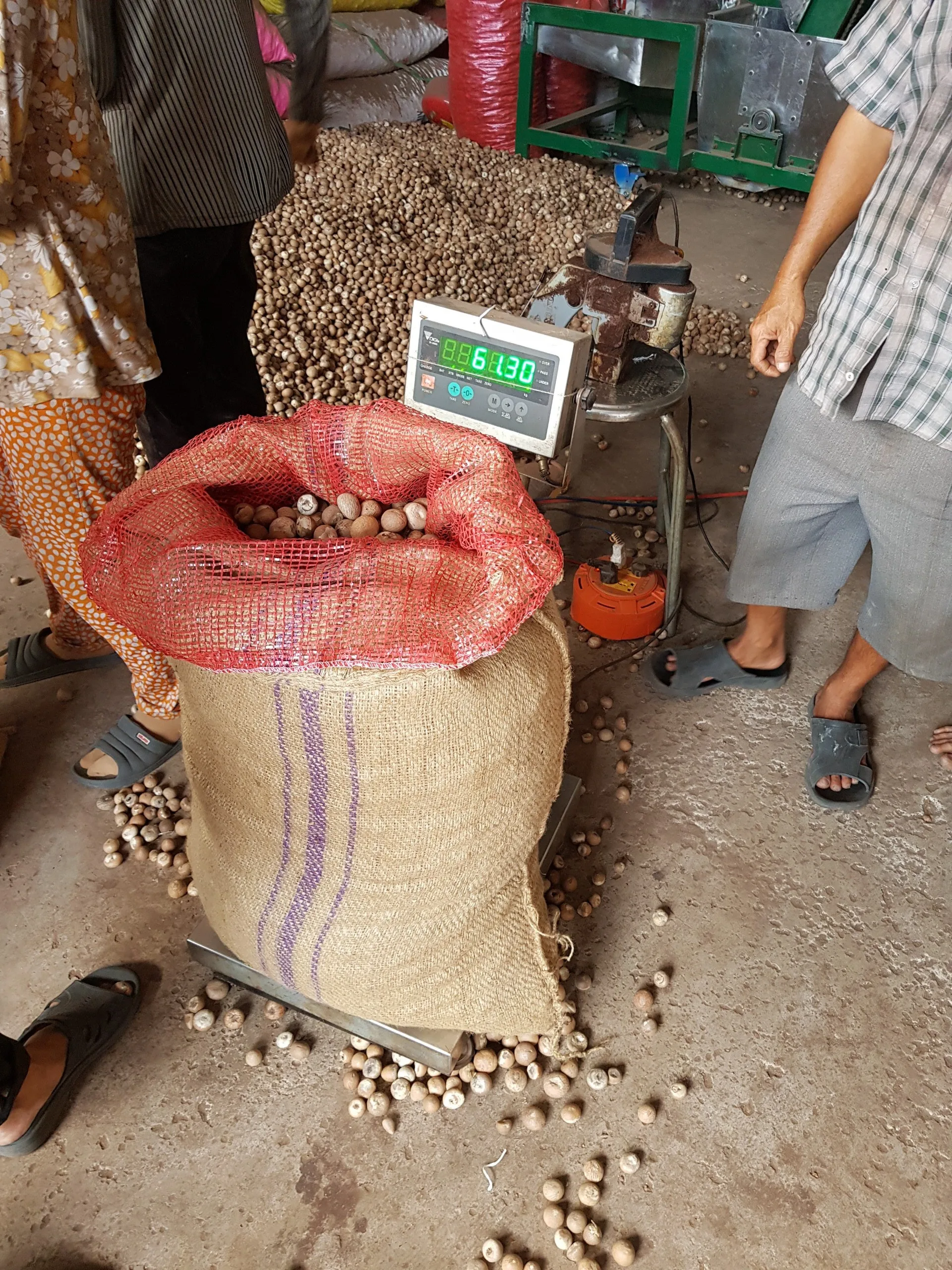 WHOLESALE PRICE Dried Betel Nut Areca Nut Kernel Best Grade Top Selected Supplier From Vietnam