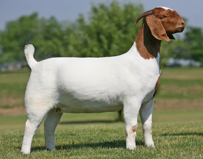 BOER GOATS FULL BLOOD BOER GOAT  HEALTHY PREGNANT AND NON-PREGNANT BOER GOAT