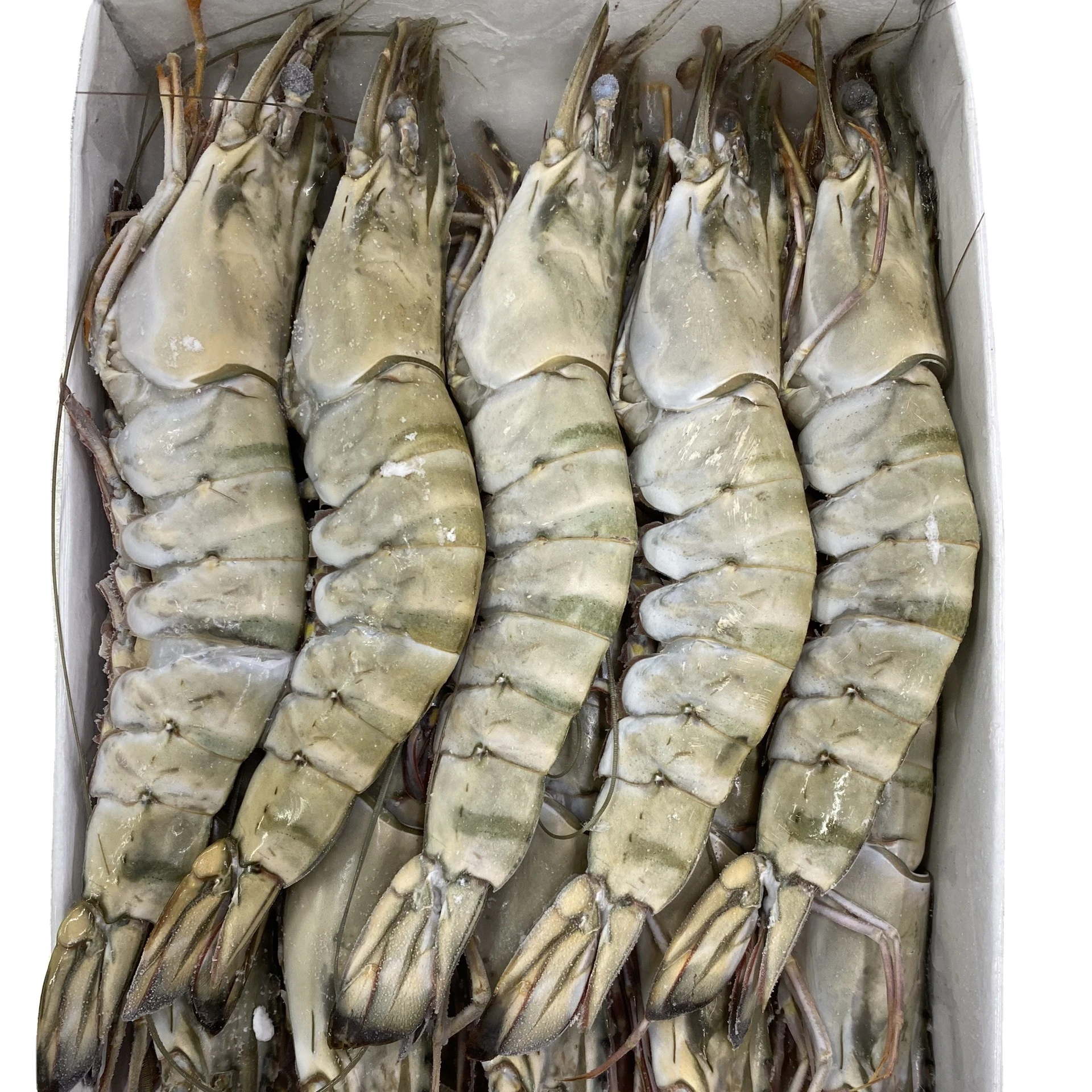 Vietnam Shrimp HOSO Black Tiger Shrimp SEMI IQF Frozen Fresh Head On Shell On Custom Packing High quality