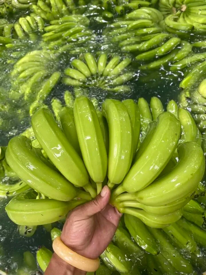 Wholesale Good Quality Competitive Price Delicious Flavour Fresh Banana From Viet Nam Export