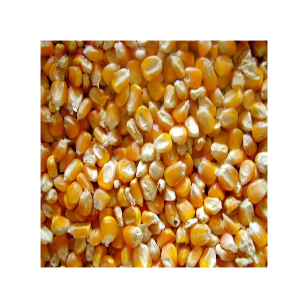Yellow Corn Non-GMO Fit for Human Consumption and Animal Feed/Origin brazil yellow corn