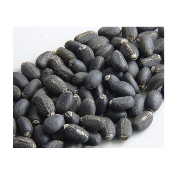 Hot Sale Price of 100% Dried Natural Jatropha Seeds for