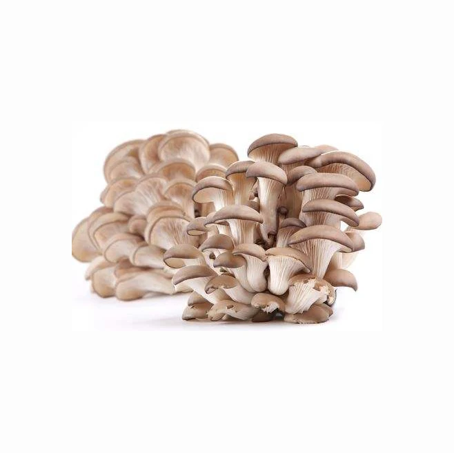 Factory Direct Sale Healthy Fresh Dried Oyster Mushroom Native Product Nutrition Oyster Mushroom