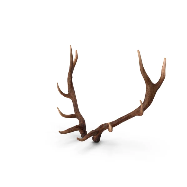 Wild whitetail deer antlers 120 Inch for sale