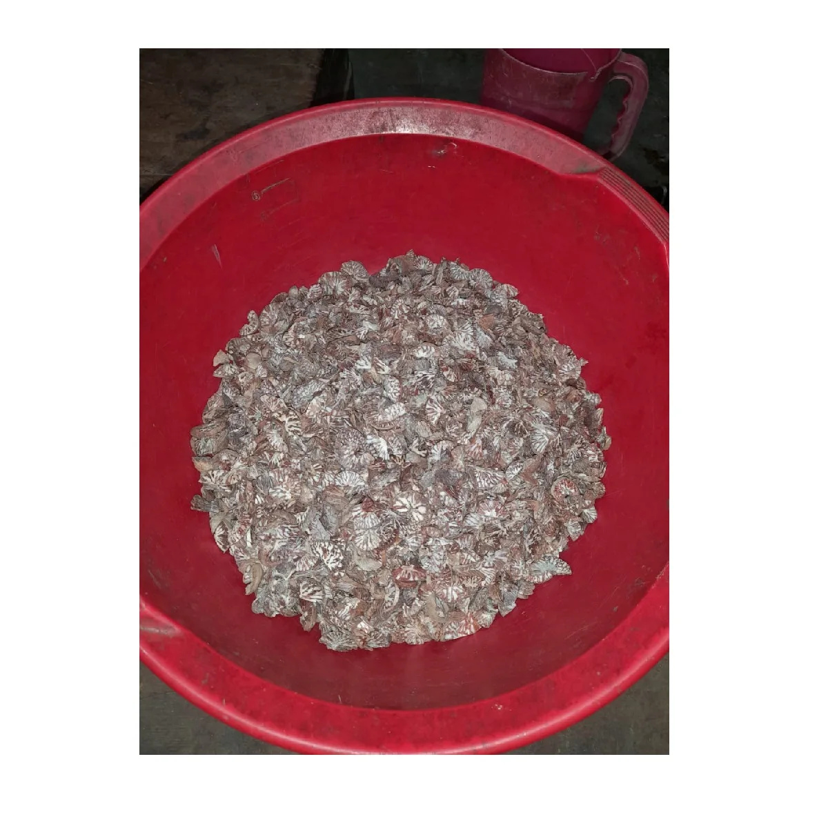 Оптовая продажа, низкая цена 100%, высокое качество, сушеные индонезийские орехи Betel, орехи Areca, экспорт из бангладеш