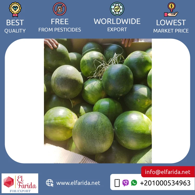 Excellent Quality Top Selling 100% Natural Delicious Original Taste Seeds/ Seedless Watermelon for Wholesale Buyers