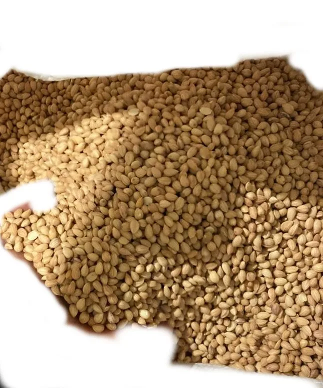 Hot Sale Mahalab Natural Spices Mahaleb cherry ,Mahaleb Seeds And Spices From Turkey High Qualth Mahalab