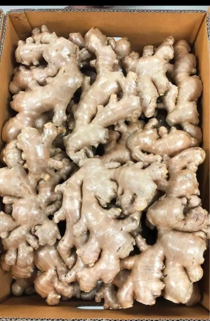 Premium Fresh Ginger High Quality Thai Vegetable from Thailand  Hight Grade Fresh Ginger in Carton