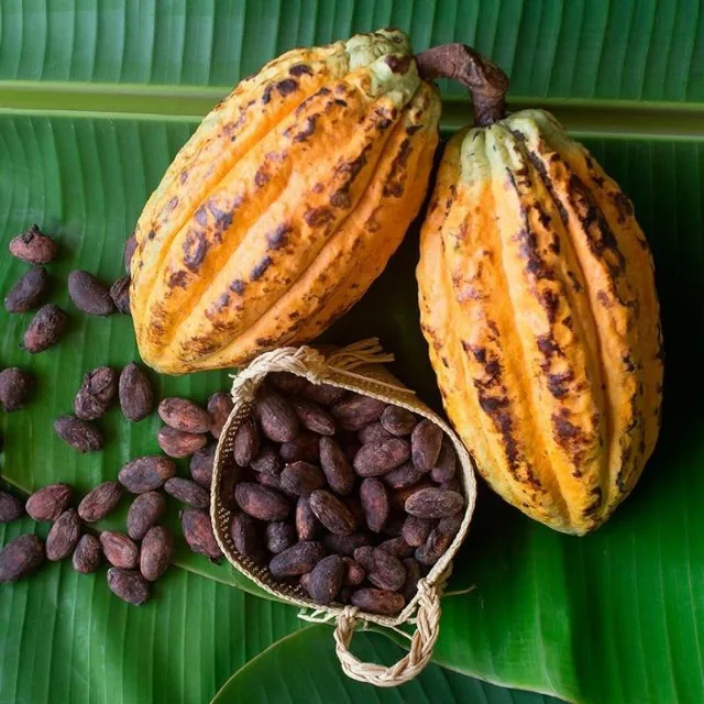 Cocoa Beans Ariba Cacao beans Dried Raw Cacao Fermented Cocoa Beans