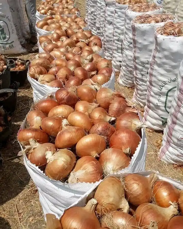 onions  (6).jpg