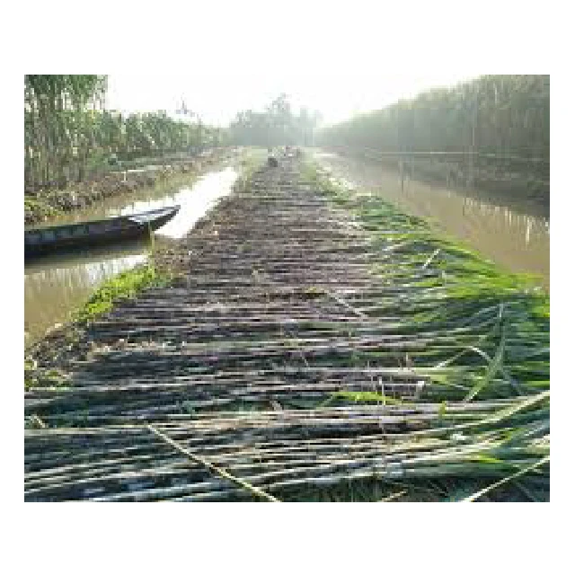 Замороженные продукты сахарного тростника 2024 нового урожая