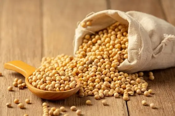 High Quality Non GMO Yellow Soybeans - Soybeans /Soya Bean (8.0mm) with High Quality Non Gmo High Quality Non GMO Yellow Soybean
