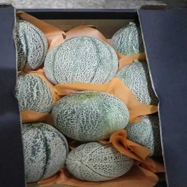 fresh cantaloupe&melon&melon chlante