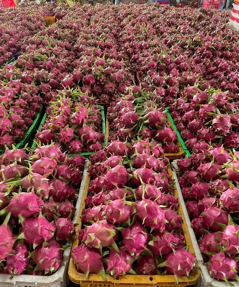 Red And White Dragon Fruit Vietnam Fruits High Quality Red Or White Color 100% Natural Sweet Wholesale Price
