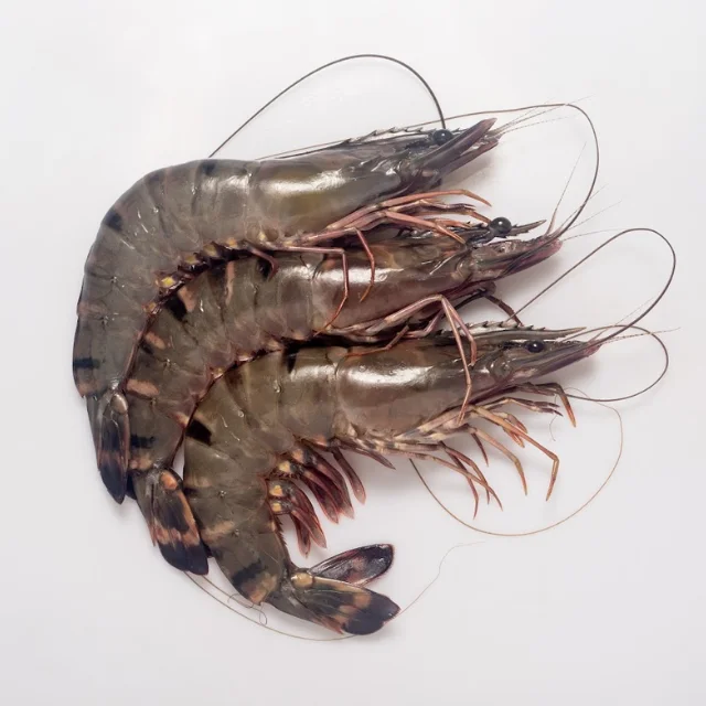 Trusted dealer in fresh,chilled Black tiger shrimp - Penaeus monodon hot selling product, new arrival