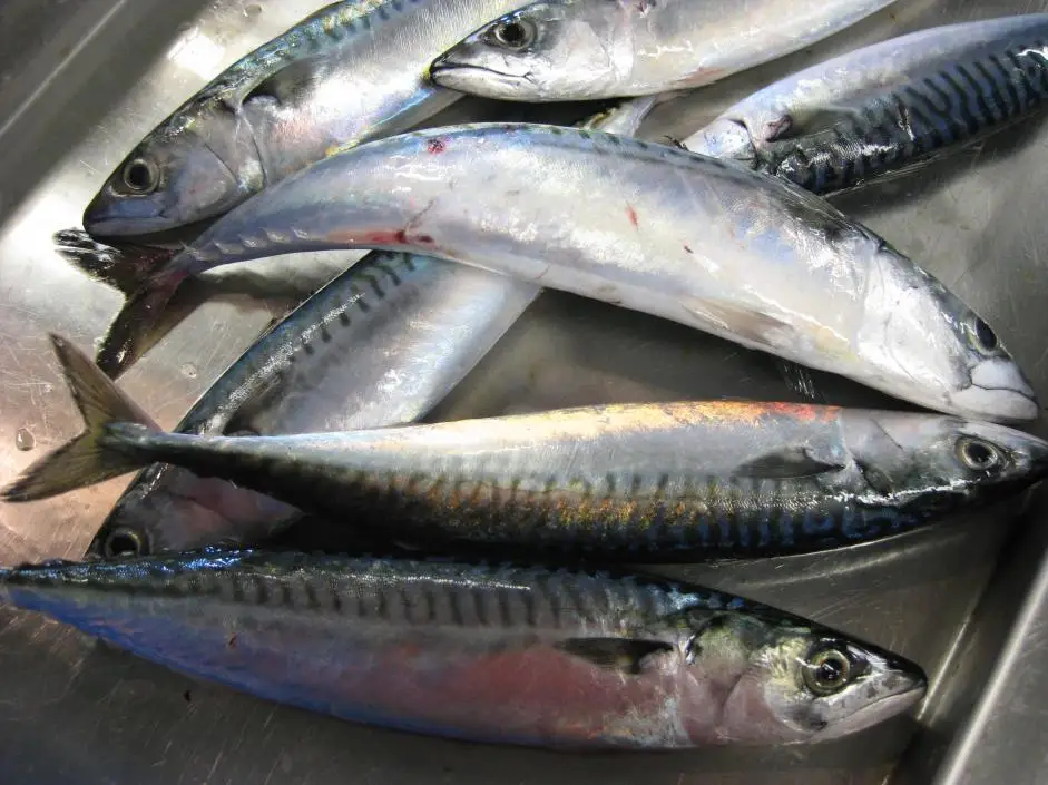 New stock Horse mackerel horse mackerel fish export Bulk Style Time Packaging Package Feature Weight Shelf Origin Life BRC