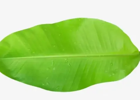 High Quality Frozen Fresh Banana Leaf Natural Green Origin Indonesia Customized Packaging Cavendish Banana in Vietnam