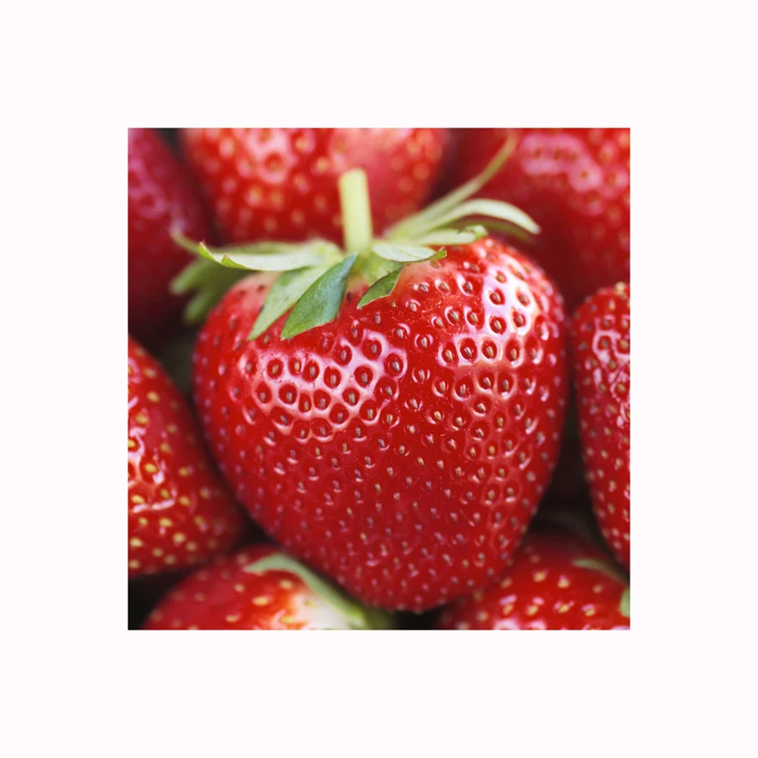 Quality Discount Price Red Sweet Strawberry Fruit