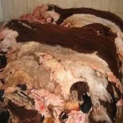 Wet Salted  Hides for Sale