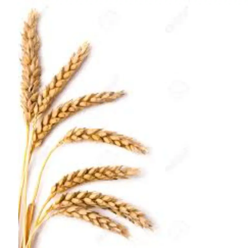 Best Wheat For Sale
