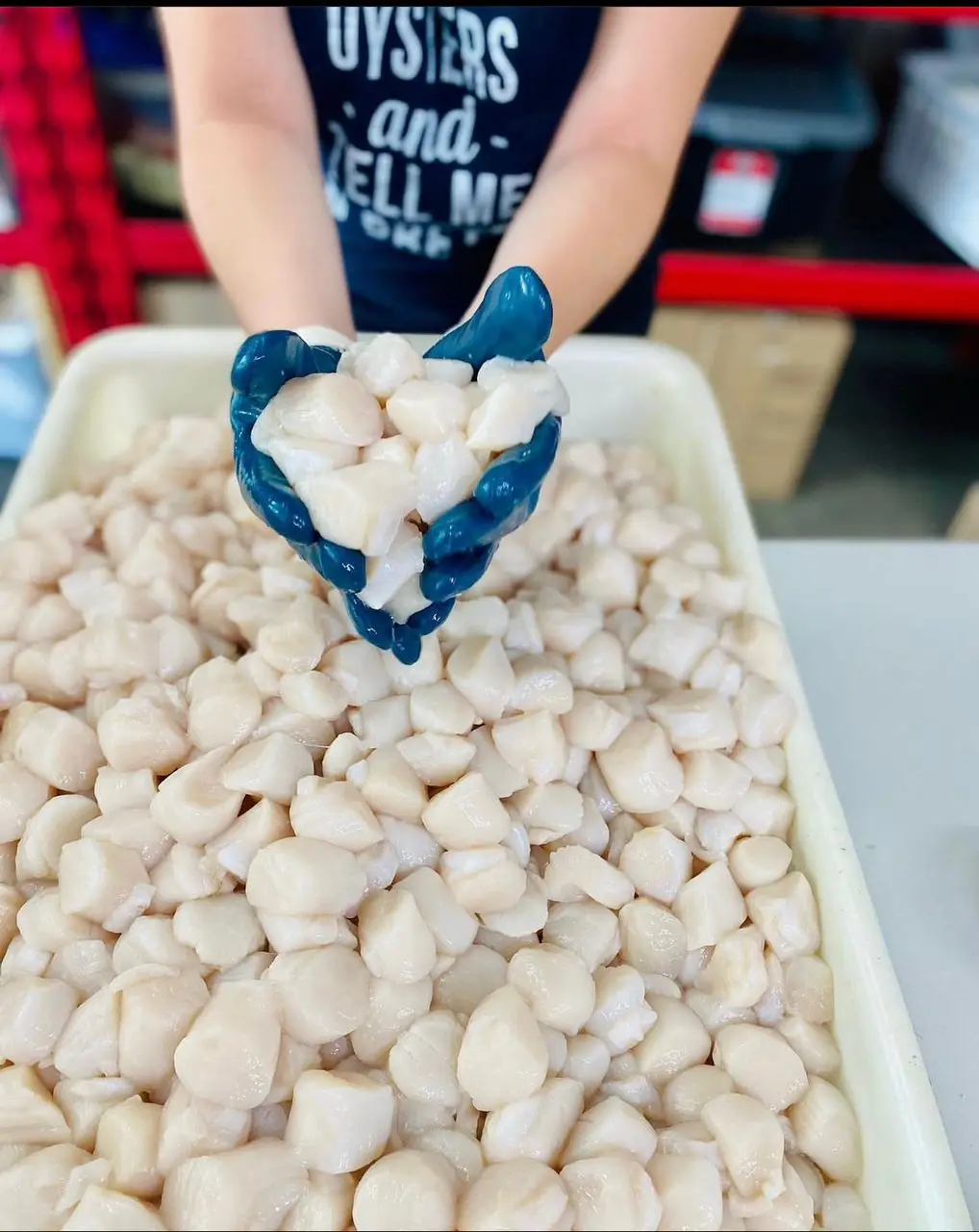 Affordable Popular shellfish export manufacturers frozen Japanese sea scallop