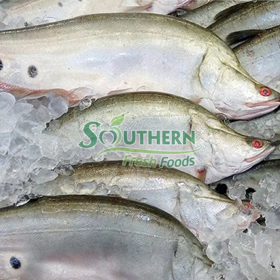 WR Farm Raised SFF Package price wholesale river type safety sea food fish Frozen Featherback Fish from Vietnam