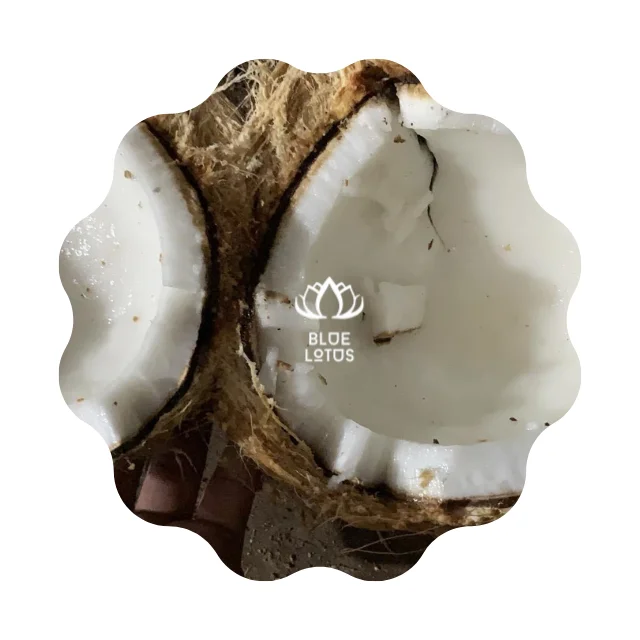 IN BULK QUANTITY MATURE COCONUT SEMI HUSKED COCONUT FROM BLUE LOTUS FARM VIETNAM 2023