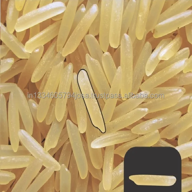1509 Basmati Golden Sella Rice |  Pure Original Aged | Naturally Aromatic Long Grains | Quality Product by Organic Smile India