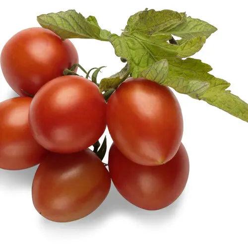 delicious fresh tomato export at good price