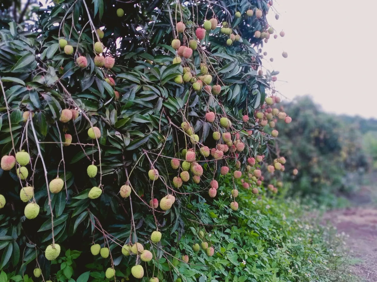Fresh Lychee new crop 2023 high quality wholesales litchi sweet delicious standard best selling