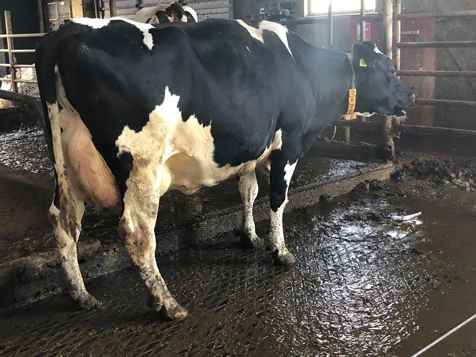 HOLSTEIN HEIFERS COWS. AND OTHER ANIMAL PRODUCTS FOR SALE