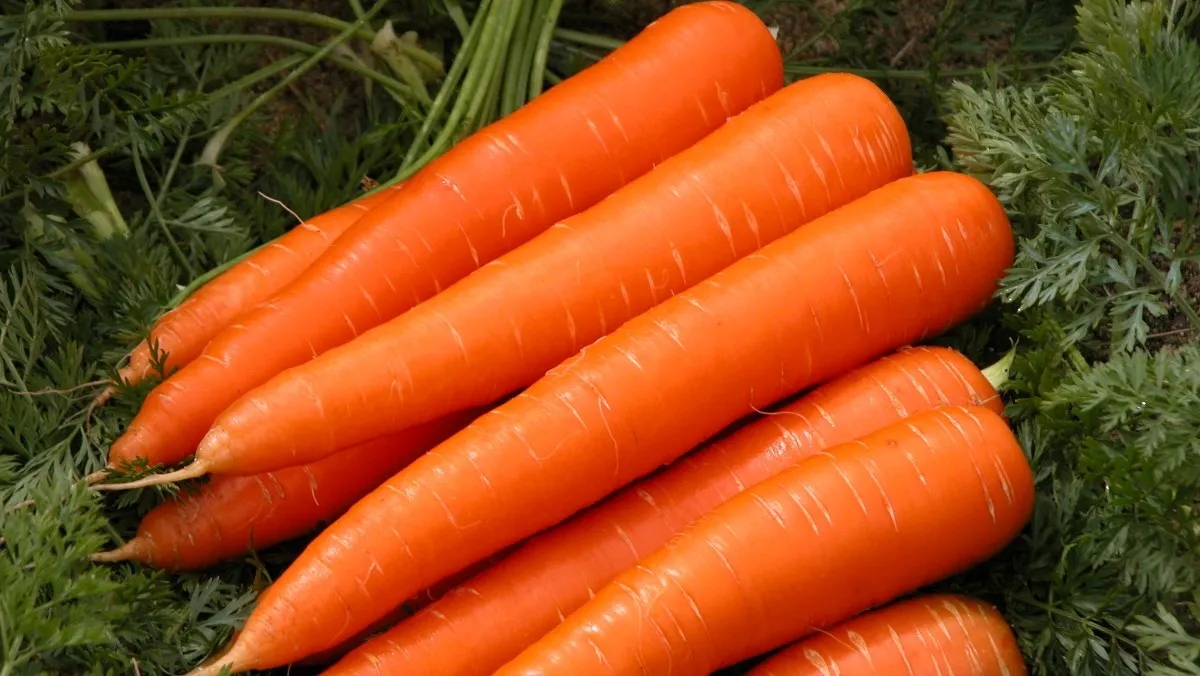 HIGH QUALITY PEELED CARROTS FROM VIETNAM BLOCK SHAPE TUBER ORGANIC AND GREENHOUSE CULTIVATION IQF FROZEN BY BULK VACUUM PACK