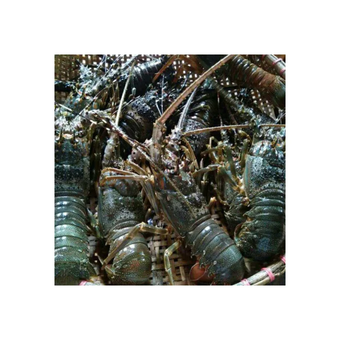 Frozen Lobster Frozen Lobster Tails Fresh Live Lobsters
