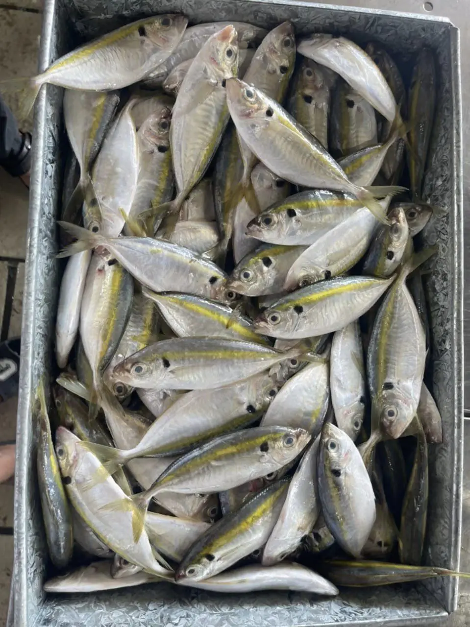 Good Quality Frozen Yellow Stripe Trevally Scad Fish Manufacturer made in Vietnam