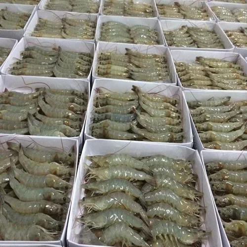 delicious food sea products fresh frozen shrimp price