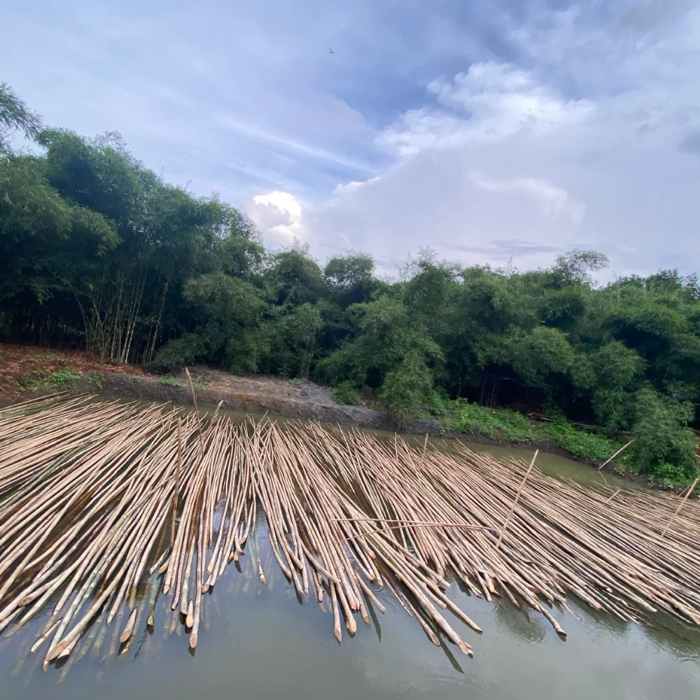 High Quality Durable Feature For Decor And Construction Bamboo Cane with Cheap Price Raw Cut Bamboo Pole Price