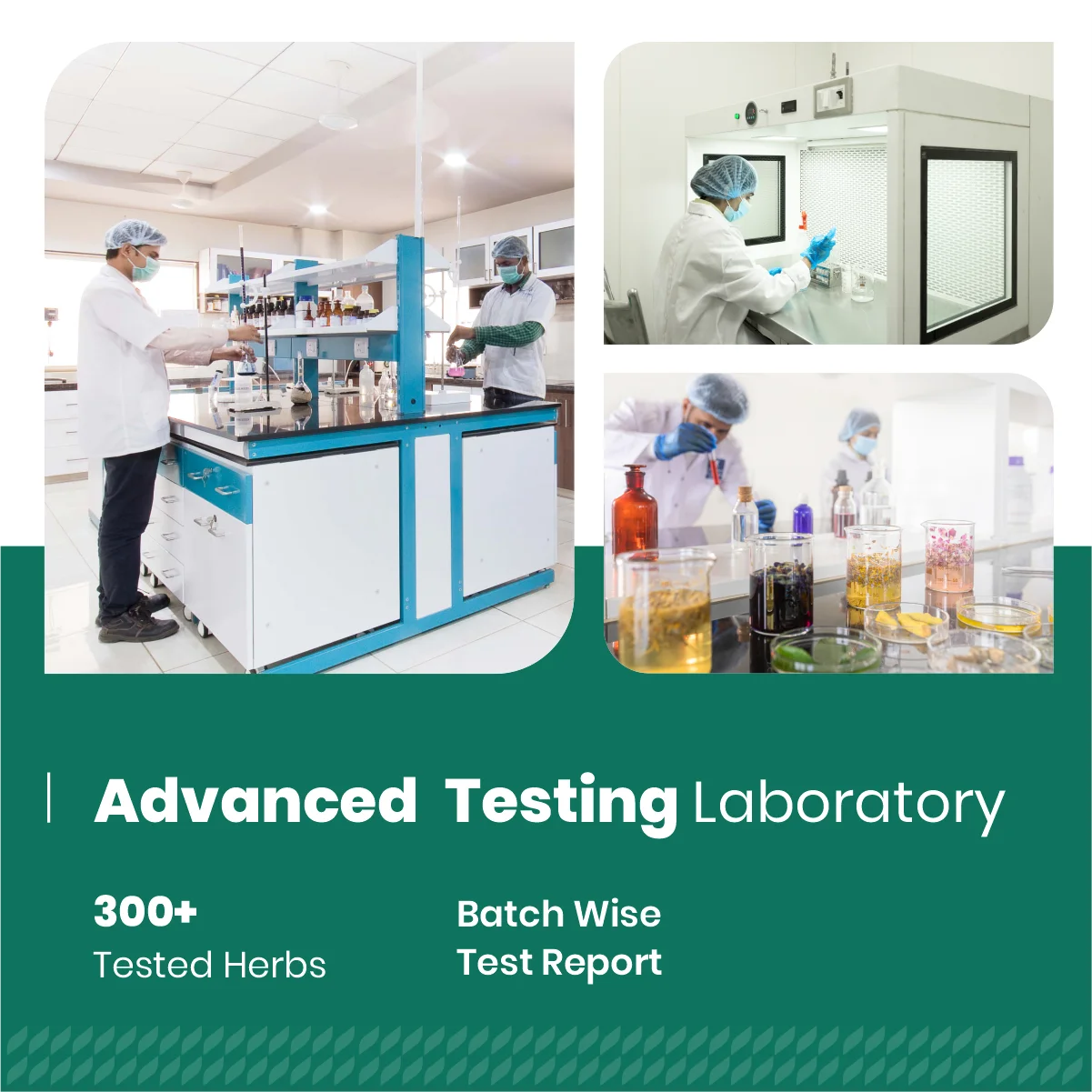 Желтый корень лопуха (Rumex Crispus) — травяной порошок пищевого качества мелкодисперсный