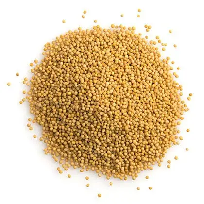 Yellow Mustard Seed