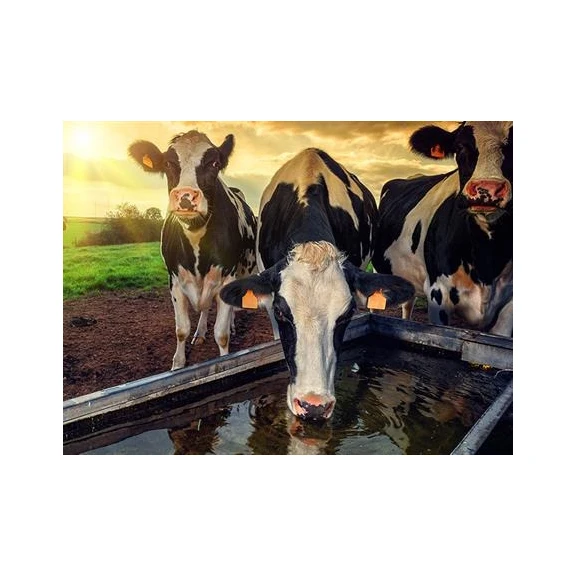 JT Livestock live transport trailer two-story general livestock transport trailer Animal Feed