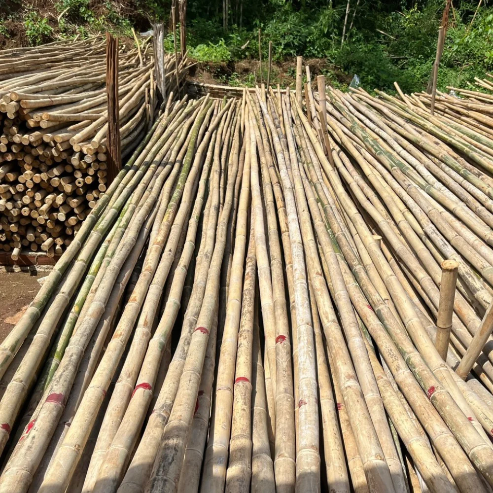 Bamboo Poles Decor Eco Friendly Products Natural Bamboo For Decor And Construction Bamboo Cane with Top Service