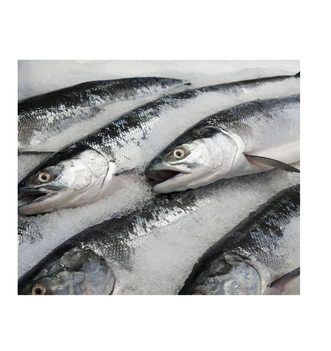Whole Tuna Fish Fresh Seafood Frozen Tuna Bonito Skipjack Fish For Sale In Bulk