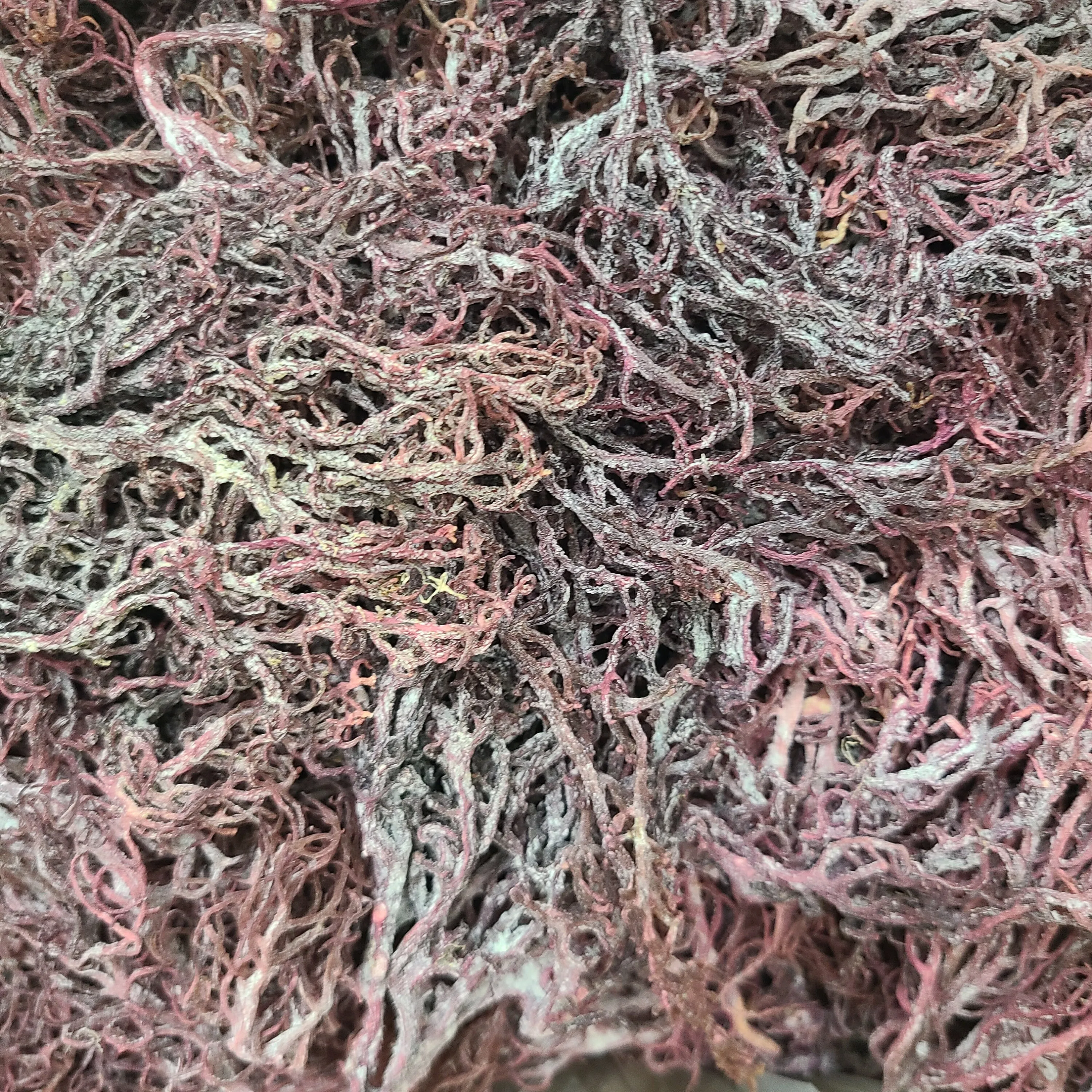 Лидер продаж 2023 товары премиум-класса SEAMOSS // фиолетовый из Вьетнама продукт хорошего качества