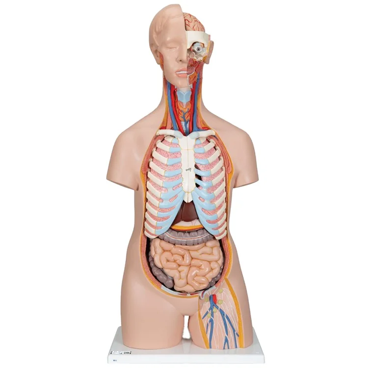 Medical Science Anatomical Model for Hospital Students Human Torso Model 85cm Sexless Torso Model for Sale