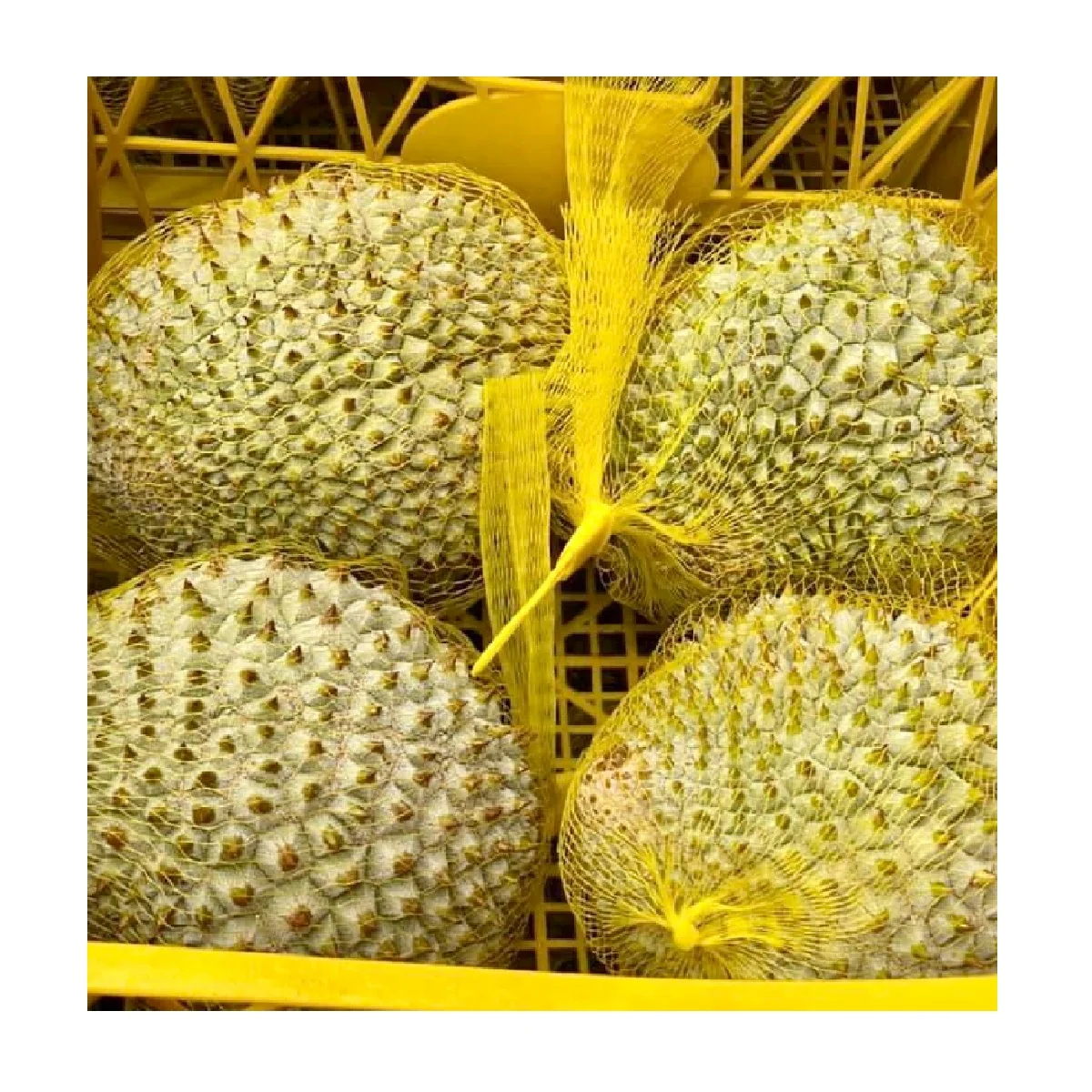 Cultivation Common Packaging OEM Shape Life  IQF Type frozen durian Frozen Durian from Vietnam +84947900124
